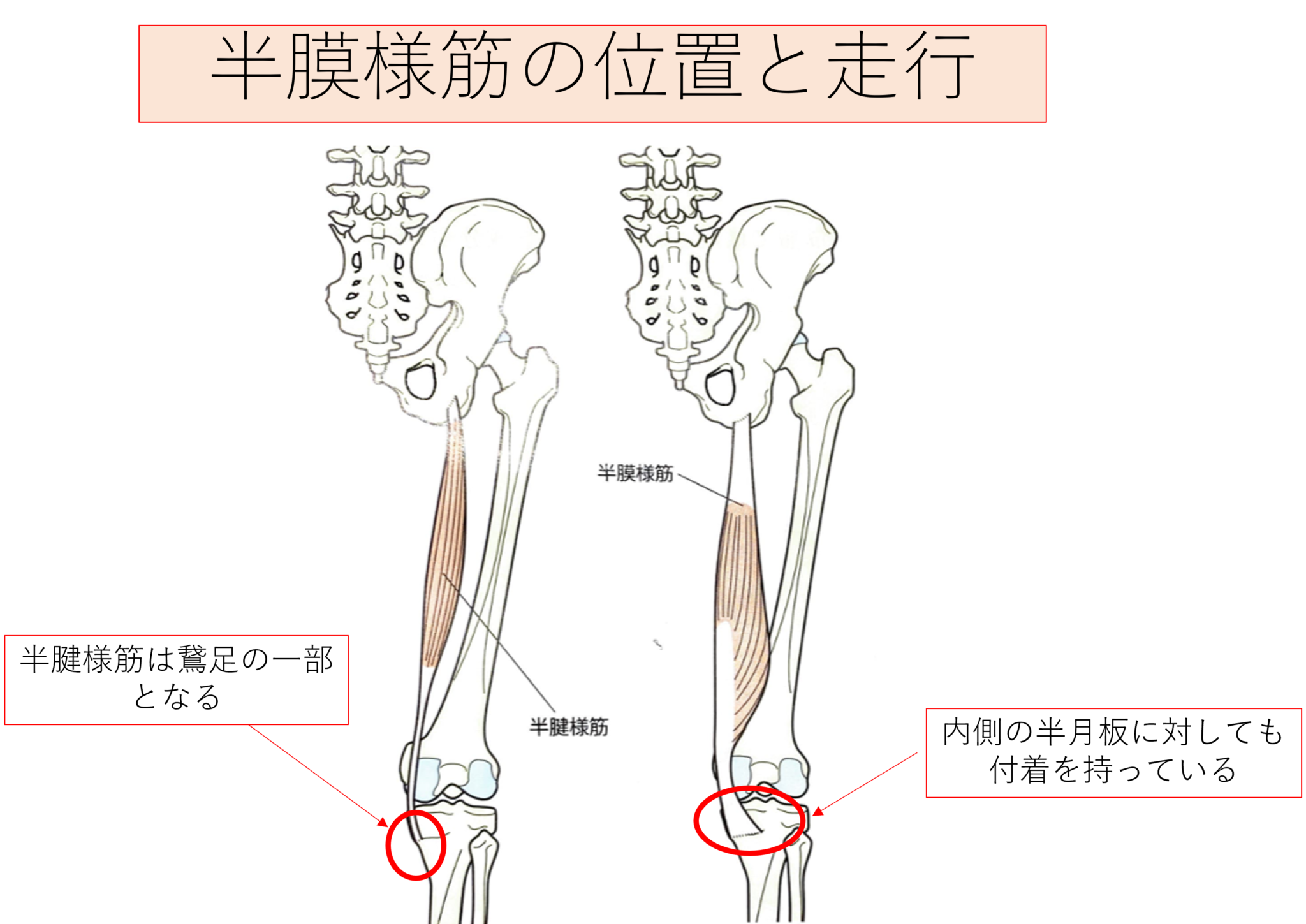 膝関節屈曲時(正座やしゃがみ込みなど)に膝裏が痛む場合の対処法 | 理学療法士が作る「膝関節」の勉強部屋